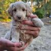 Mini Goldendoodle  .