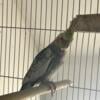 Cockatiel birds for rehoming. All birds are hand tamed. Very friendly.