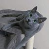 Russian Blue Male Stud Service