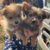 Yorkie/Pomeranian puppies