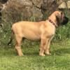 AKC English Mastiff puppies