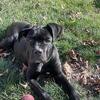 Pure blood. Cane Corso