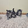 Siberian Kittens available