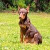 Beautiful 11 wks old female red and rust full European Doberman girl