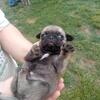 pug puppy