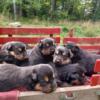 Rottweiler German shepherd cross puppies