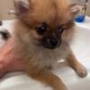 Polly - REDUCED - AKC limited Reg - orange TINY Pomeranian Female