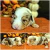 Titled & Health tested small Mini Australian Shepherd