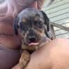 Puppies rat terrrie/peekapoo