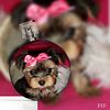 akc beautiful teacup yorkie  indiana