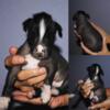 Mexican Hairless Xolo Miniature puppies