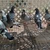 Homing Pigeons