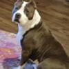 3 yr old female pocket bully ready for a new home. ABKC registered