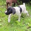 Sweet and playful German Shorthaired Pointer PUPPY BORN APRI MALES AVAILABILITY.