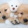 Adorable Golden retriever puppies