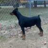 AKC Doberman male pup for sale