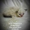 TICA Registered Ragdoll Kittens