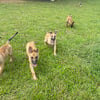 Malinois X puppies GERMAN SHEPHERD AND MALINOIS