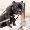 Female exotic bullies ReHome 