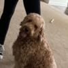 Mini Goldendoodle needs new home NOW