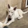 White AKC German Shepherd Puppies