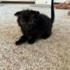 Scottish fold kittens