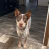 Australian Cattle Dog Puppy x Jack Russell