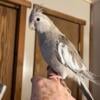 Female White-face/Cinnamon Cockatiel