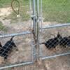 Pure Breed German Shepherd puppies! Moma Akc