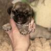 BEAUTIFUL AKC PUG PUPPIES AVAILABLE