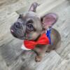 French Bulldog  frenchie