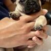 AKC French Bulldogs-2 Girls, 1 Boy