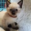 Seal and blue point kittens 