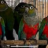 Crimson Bellie Conure