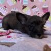 Frenchie-poodle mix 