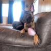 6 month old Belgian malinois