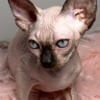 Sphynx kitten female