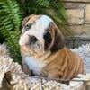 Top Quality CKC Reg English Bulldog Puppies