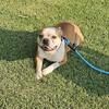 Boston Terrier male dog