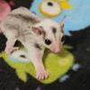 Female Sugar Glider Joey