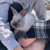 10 Week old Mini Lop Mix Rabbit