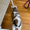 Female St Bernard 7 weeks