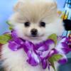 Beautiful cream girl Pomeranian AKC FULL RIGHTS