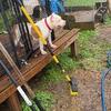 American Bully for sale