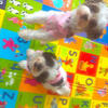 Dog for rehoming