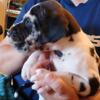 Charger- AKC Great Dane male pup