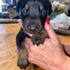 AKC doberman puppies