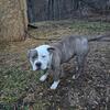 Female pocket bully 