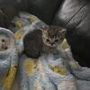 Scottish Fold Kittens-SOLD