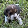 AKC Tri Female Beagle Puppy 3